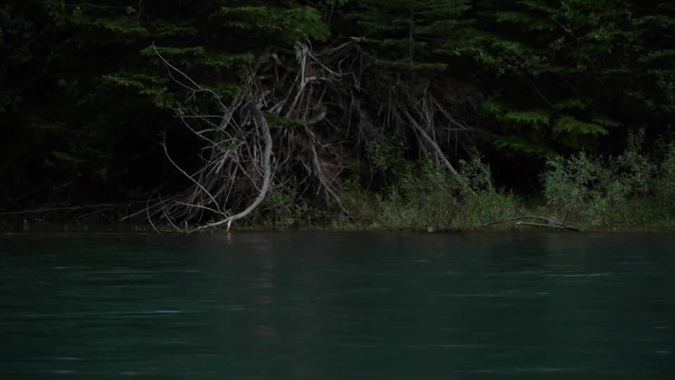 Moose in McDonald Creek