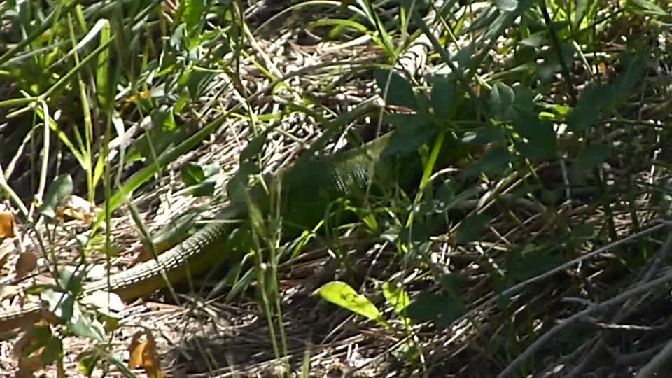 Eastern Green Lizard. Lacerta viridis complex . female