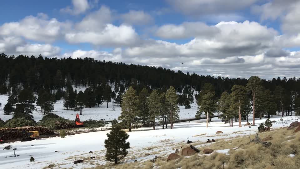 VIDEO: FWPP Helicopter Thinning Operations