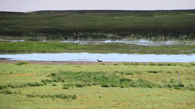 Video of Elk in Mormon Lake