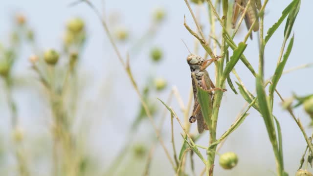 20210717-APHIS-LSC-9003-MT-Malta-Flax Fields with Grasshoppers