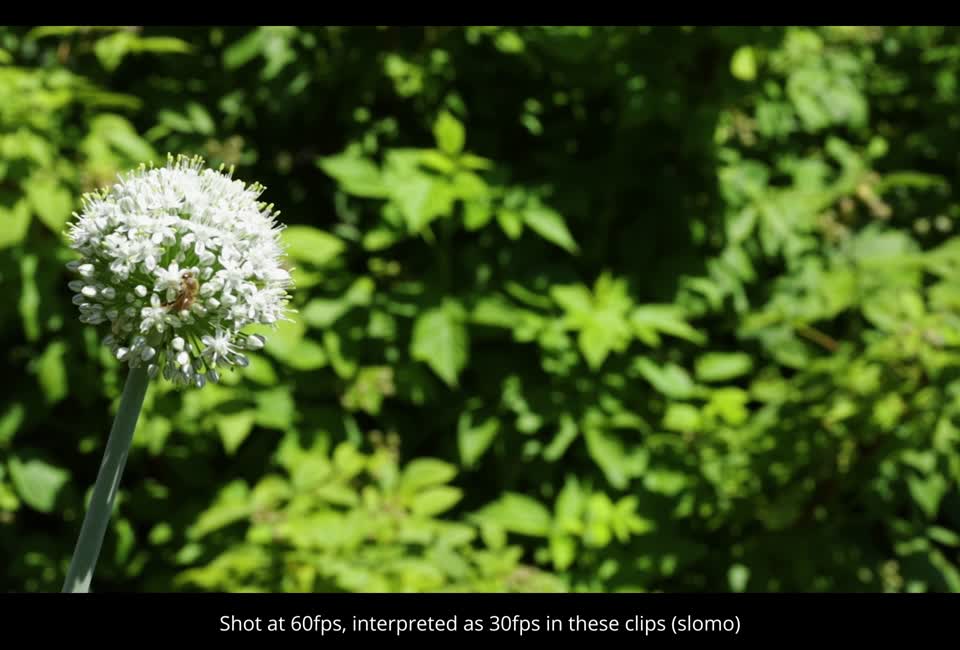 20210623-FPAC-KLS-0004-Onion
