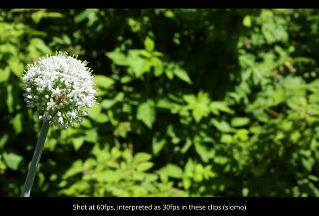 20210623-FPAC-KLS-0004-Onion
