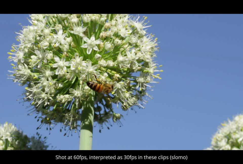 20210628-FPAC-KLS-0002-Onion SkyV2
