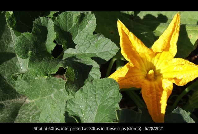 20210628-FPAC-KLS-0001-Pumpkin