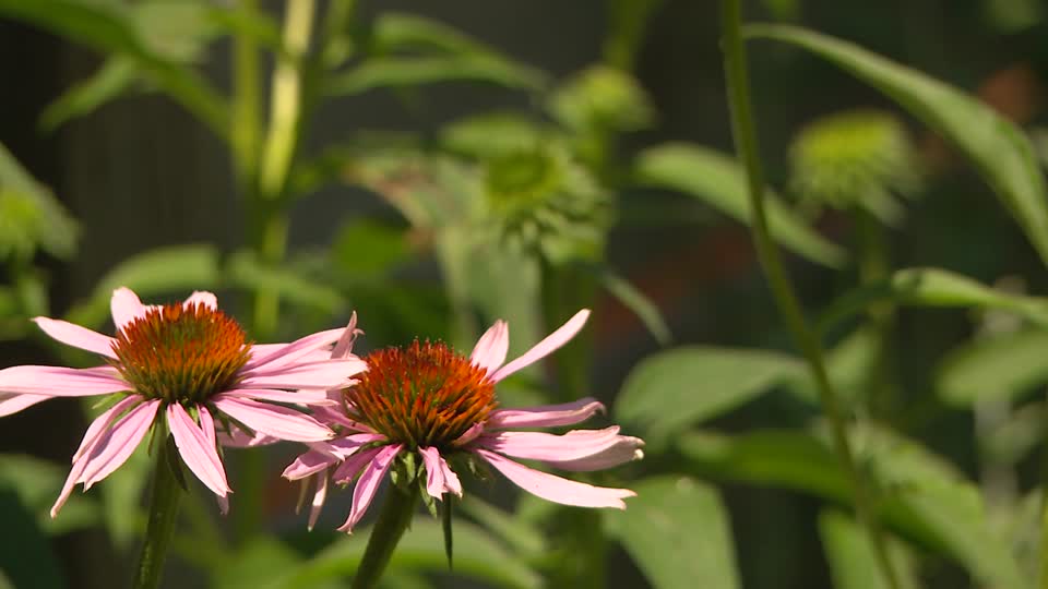 20210623-FPAC-KLS-0002-Echinacea