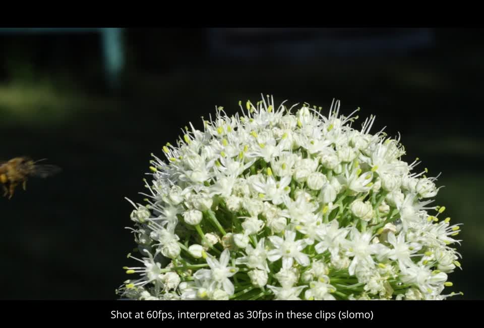 20210628-FPAC-KLS-0004-Onion