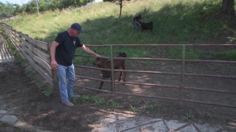 20210708-OC-LSC-9001-Larson Valley Cattle