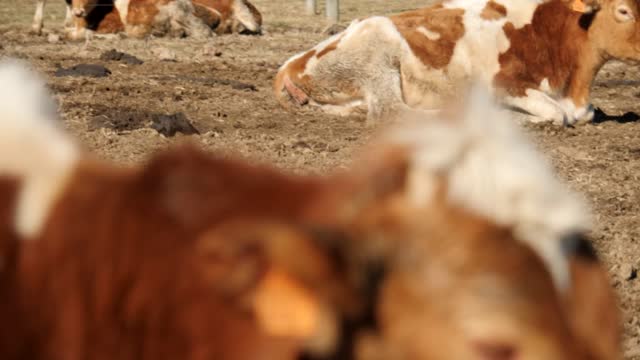 20220209-FPAC-RockHillDairy006