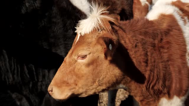 20220209-FPAC-RockHillDairy004