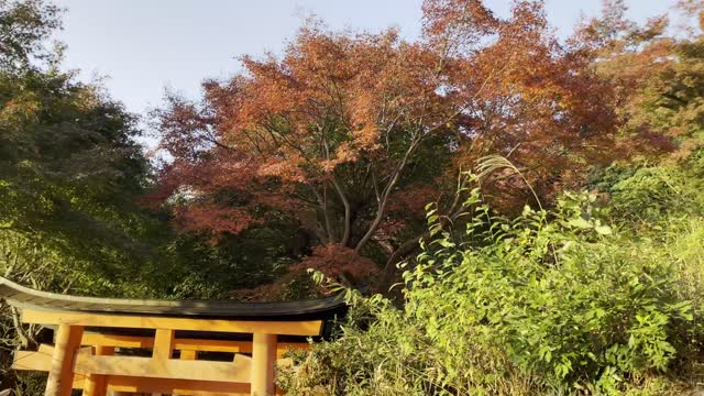 伏見稲荷/Fushimi Inari Shrine