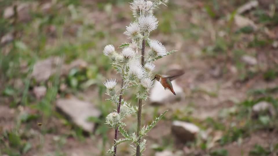 Rufus Hummingbird. Medicine Lakes, La Sal Mountians, UT. USA