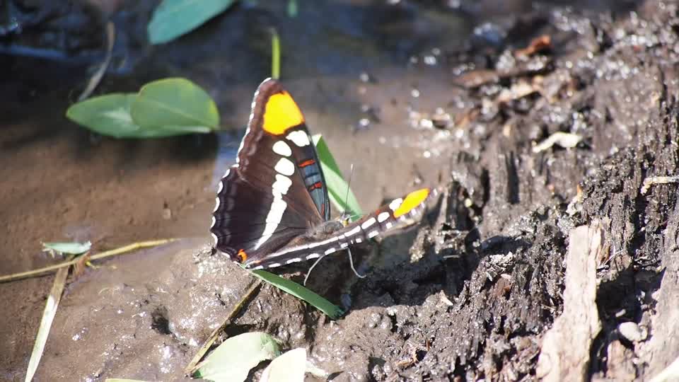 Arizona Sister, La Sal Creek, La Sal Mountains, UT. USA
