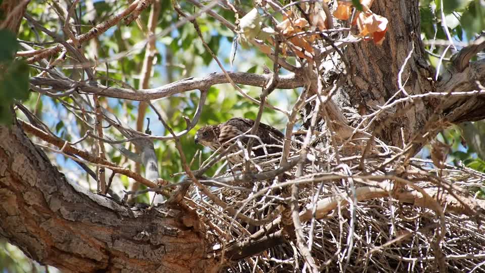 Cooper's Hawk, Needles District Canyonlands NP, UT. USA