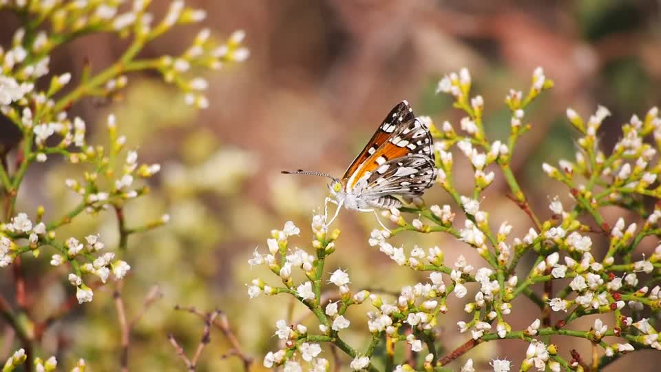 Mormon Metalmark, Indian Creek Canyon, 5600'-5800', Bear's Ear National Monument, UT_2