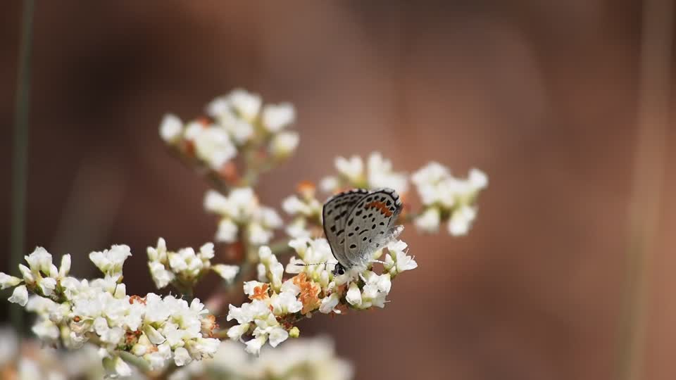Ellis's Blue, Euphilotes ellisi, Indian Creek Canyon, 5600'-5800', Bear's Ear National Monument, UT