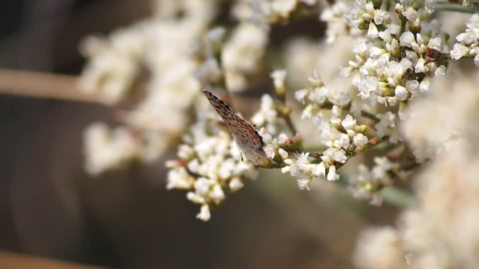 Ellis's Blue, Euphilotes ellisi, Indian Creek Canyon, 5600'-5800', Bear's Ear National Monument, UT_2