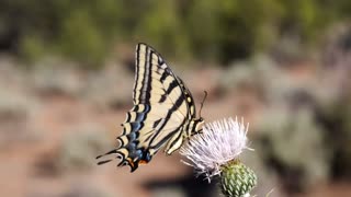 Two-tailed swallowtail