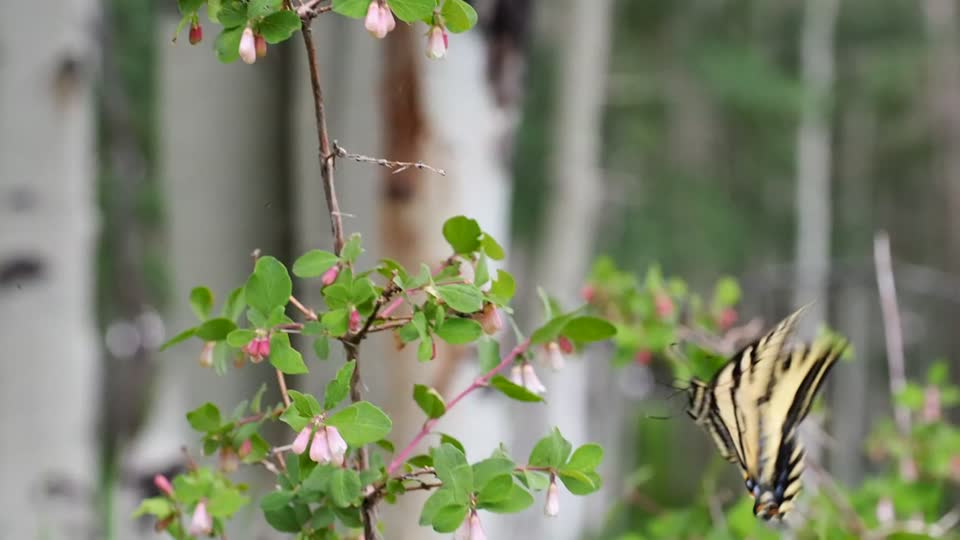 Western tiger swallowtail