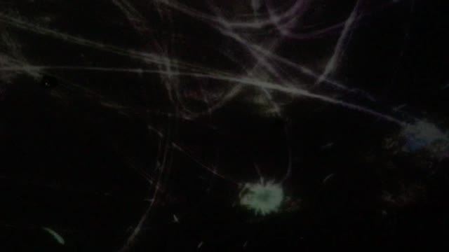 teamLab