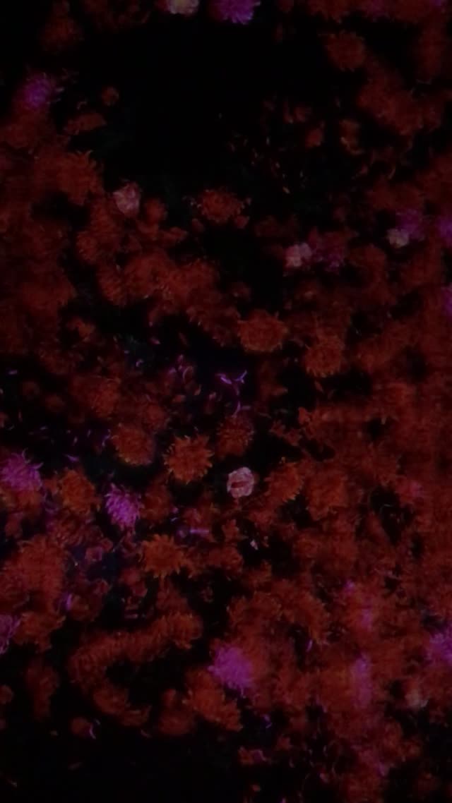teamLab