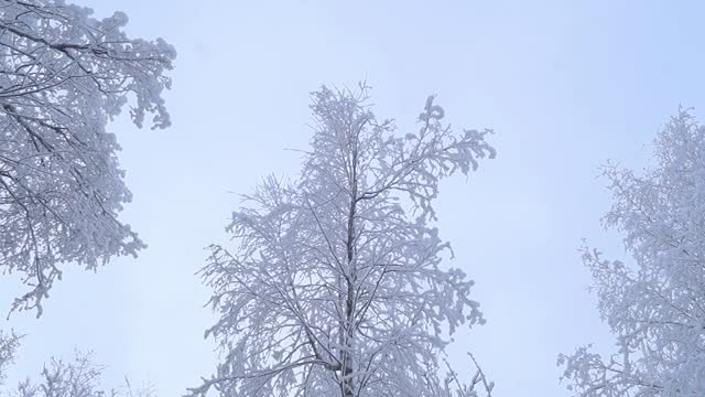 Birch Tree Shock