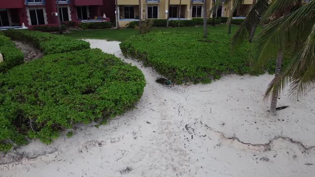 2 Peacocks on the beach