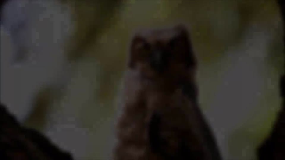 Great Horned Owl fledgling