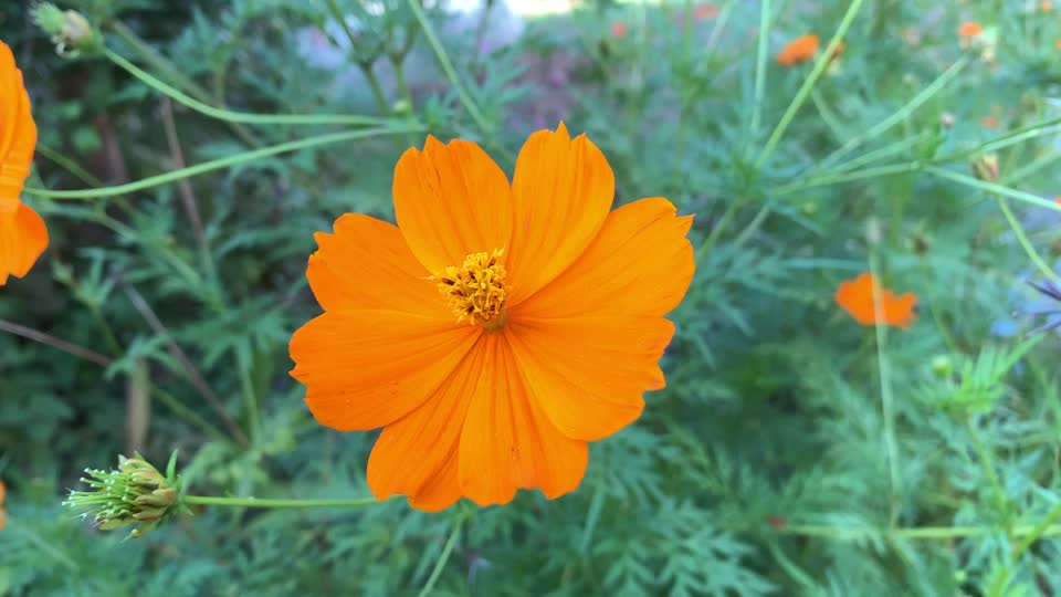 Flowers in Yarimizu, Hachioji-shi