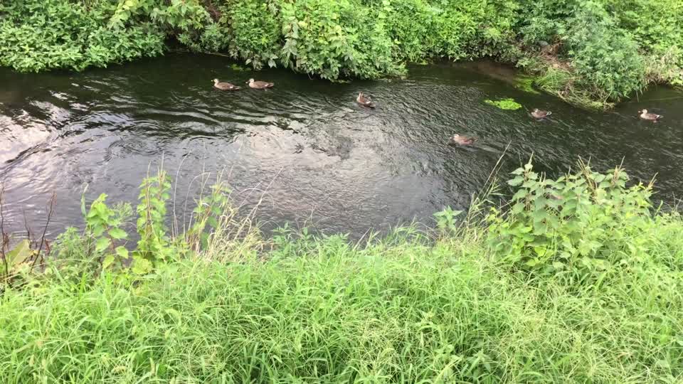 Kurome River in Nobidome, Higashikurume-shi