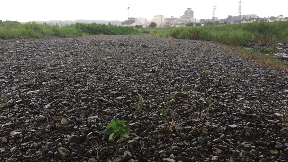 Rainy Day in Mogusa, Hino-shi in mid-August