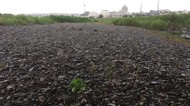 Rainy Day in Mogusa, Hino-shi in mid-August