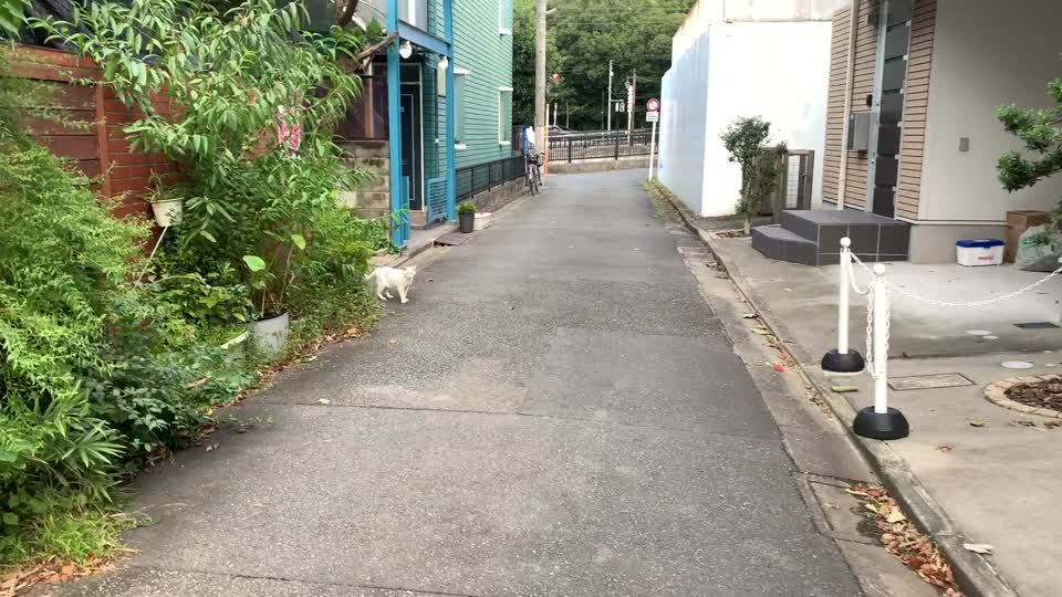 A cat in Matsugaoka, Nakano-ku