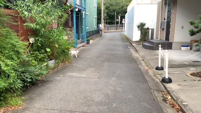 A cat in Matsugaoka, Nakano-ku