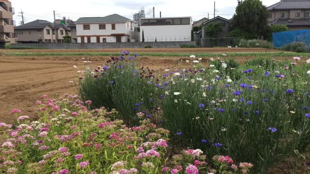 Minamioizumi in Nerima-ku in mid-May