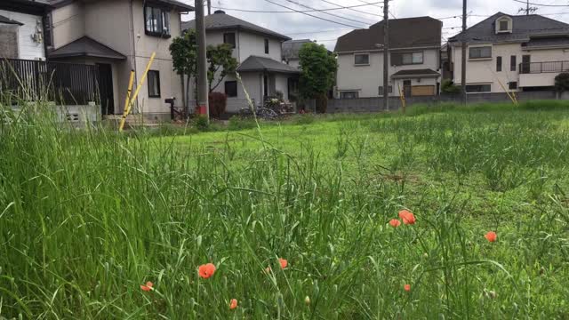 Nishioizumi in Nerima-ku in mid-May