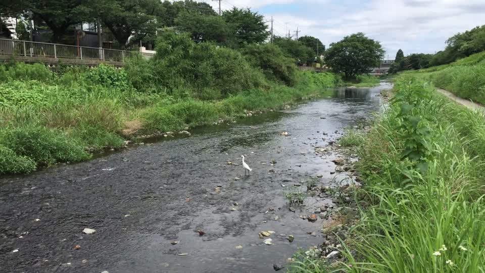 Nogawa River in Seijo, Setagaya-ku