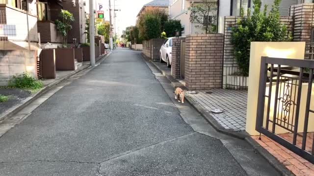 Cat in Inokashira, Mitaka-shi