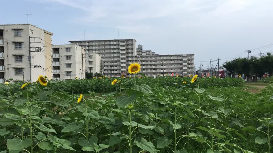 Sunflower Garden in Midorigaoka, Musashimurayama-shi
