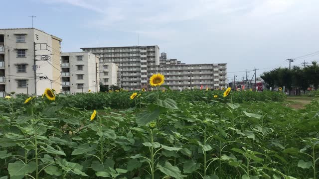Sunflower Garden in Midorigaoka, Musashimurayama-shi