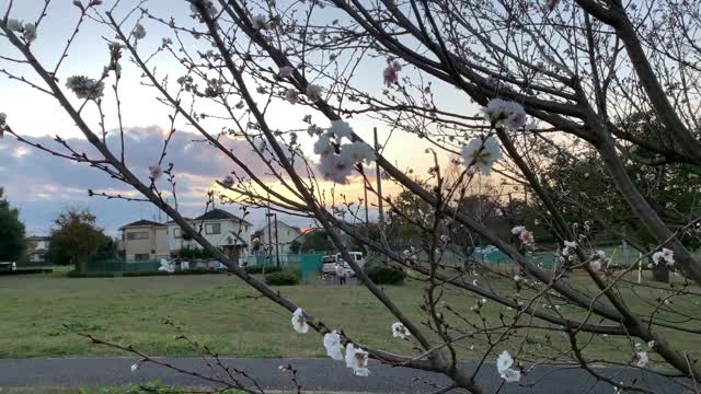 Rokusen Park in Chuocho, Higashikurume-shi in November