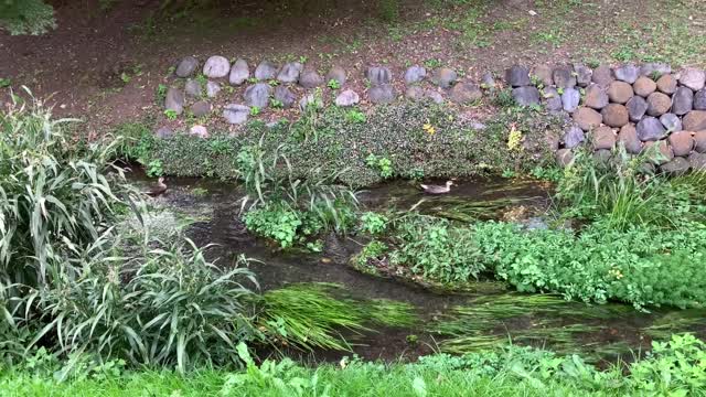 Kurome River in Shimosato, Higashikurume-shi in November