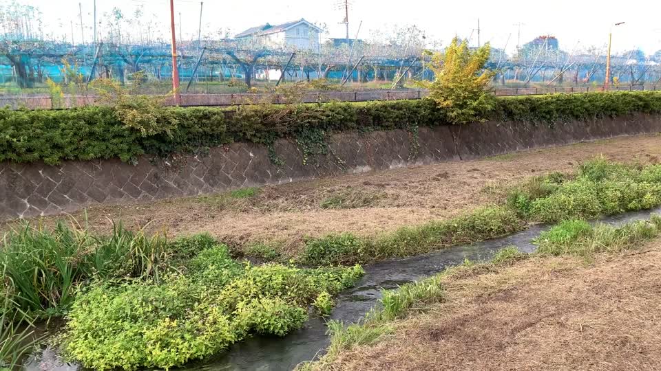 Kurome River in Nobidome, Higashikurume-shi in November