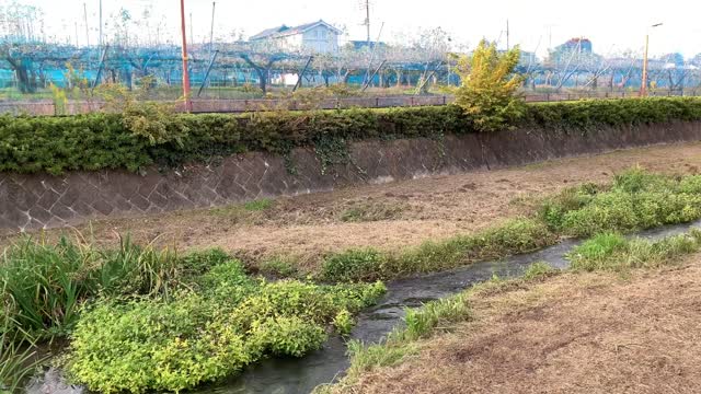 Kurome River in Nobidome, Higashikurume-shi in November