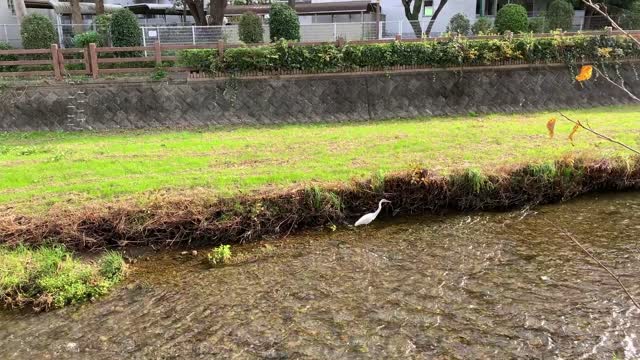 Kurome River in Daimoncho, Higashikurume-shi in November