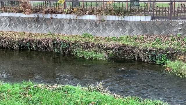 Kurome River in Daimoncho, Higashikurume-shi in mid-December