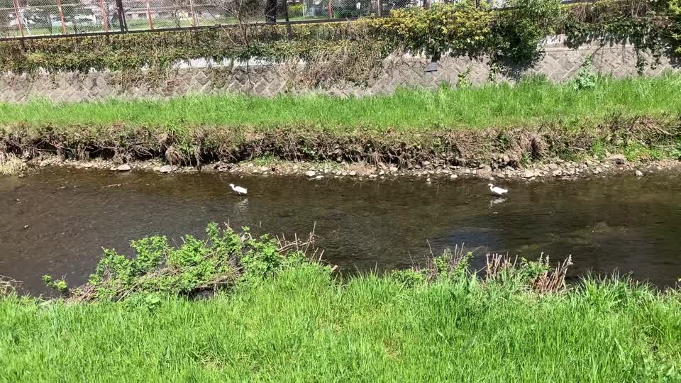 Kurome River in Hikawadai Higashikurume-shi in late March
