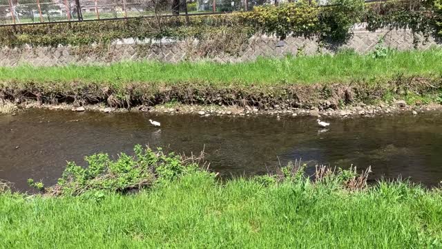 Kurome River in Hikawadai Higashikurume-shi in late March