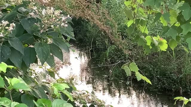 Kingfisher on Ochiai River in Higashikurume-shi