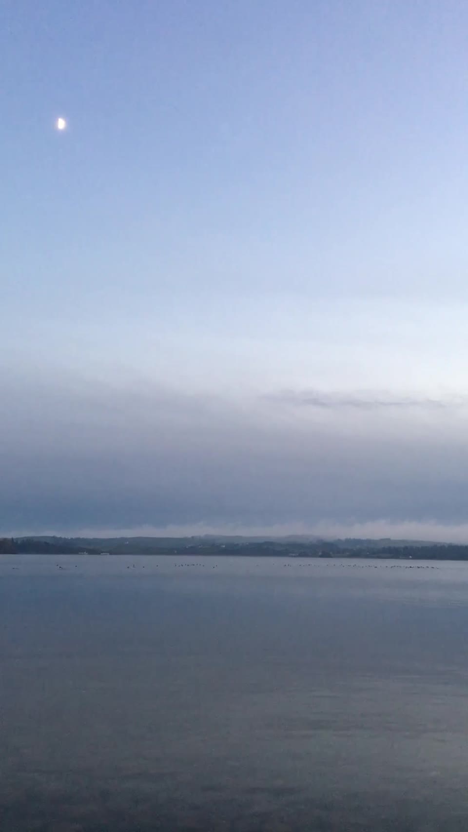 Swans, sunsets, seagulls, lake view